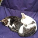 天使の白黒キジ仔猫ちゃん2匹です(^^)
