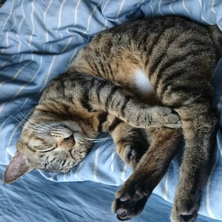 急遽募集です！