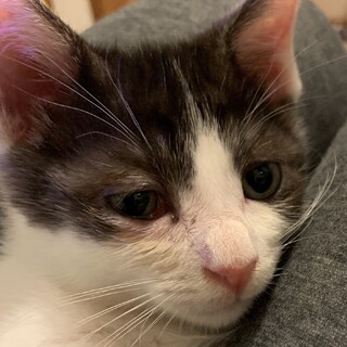 大人顔だけど、甘々なハチワレボーイ