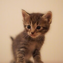 元気いっぱい子猫ちゃん☆