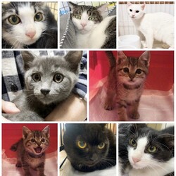 ねこの譲渡会＠京都 サムネイル2