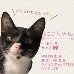 ねこの譲渡会＠京都 サムネイル3