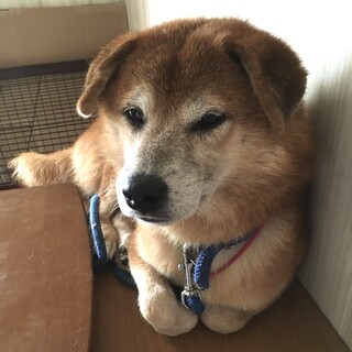 多頭飼育崩壊から脱出！昴生