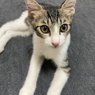 ✨人も猫も大好きゴロスリのシロキジくん❣️