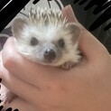 ハリネズミです