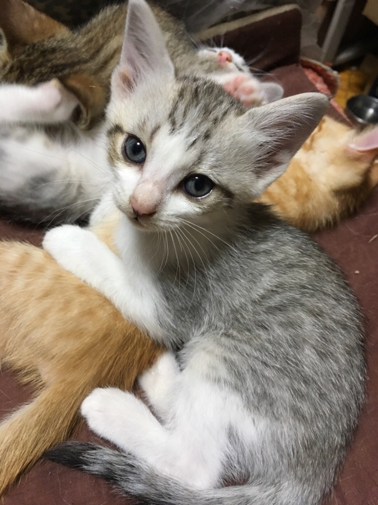 サバ白グレー 生後2ヶ月 岡山県 猫の里親募集 3307 ペットのおうち 月間利用者150万人