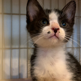 河川敷に捨てられていた子猫の兄弟