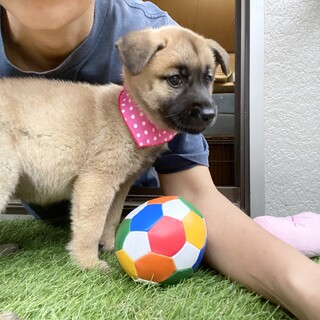 甘えん坊のウーロンちゃん2ヶ月