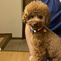 そぼろ
