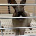 捨てられたウサギを保護しています　飼ってくださる方