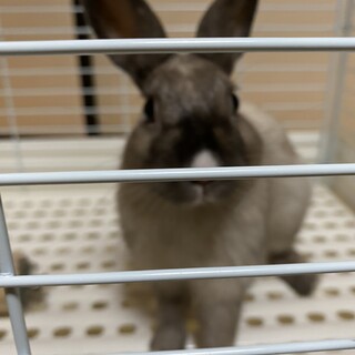 捨てられたウサギを保護しています　飼ってくださる方