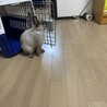 捨てられたウサギを保護しています　飼ってくださる方 サムネイル2
