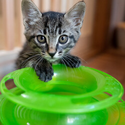 アクロスプラザ三芳猫の里親会 サムネイル3