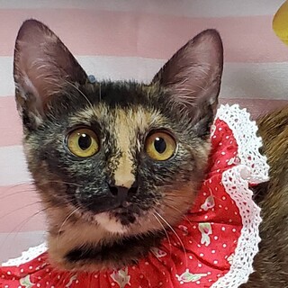 【10/25東日本橋】トーティーシェル♡ちとせ