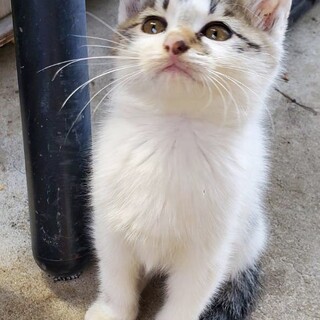 あったか家族探してます！