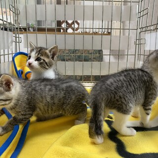 サバ虎ミックス優しい家族募集中