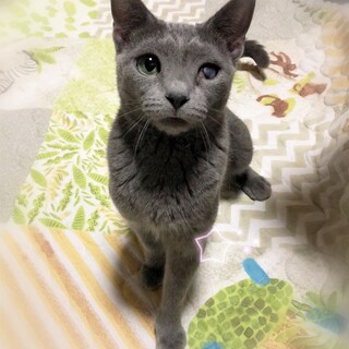 肩のり甘えん坊☆らっこちゃん