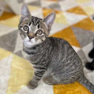 【明日10/25譲渡会】110gから育てたちびっ子