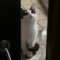 可愛い親子猫