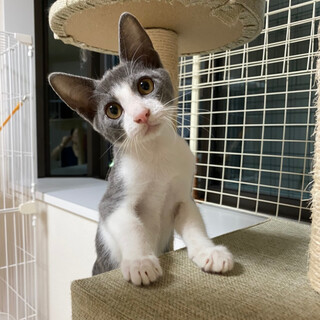 【明日10/25譲渡会】車から遺棄された子猫