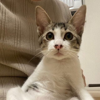 【明日10/25譲渡会】車から遺棄された子猫