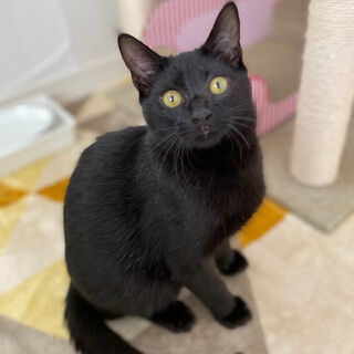 【明日10/25譲渡会】甘えた子猫