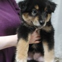黒いフサフサの可愛い子です（548）　ー里親決定ー