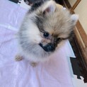 息子を愛してくれる里親さん募集中。
