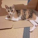 パステル三毛 物おじしない人好きニャンコ