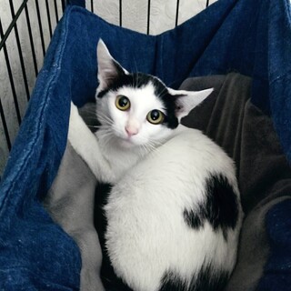 保護猫の里親募集