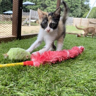 元気いっぱいな三毛猫サテちゃん2ヶ月