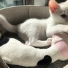 キャットタワーの一番上に乗れるようになりました