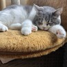 あー眠い。最近のお気に入り場所。日向ぼっこしながら爆睡中。
