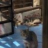 ウッドデッキの野良猫ちゃん サムネイル2