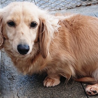 繁殖引退犬のミニチュアダックスの4歳の女の子です