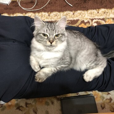 おじーの側から離れません！