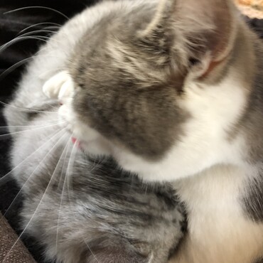 うりの毛繕い。お姉ちゃんは大変です。