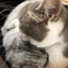 うりの毛繕い。お姉ちゃんは大変です。
