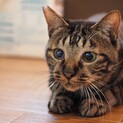 コミュニケーション取り放題！楽しい猫さん