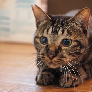 コミュニケーション取り放題！楽しい猫さん