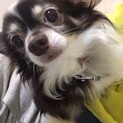 チワワの男の子マーブルくん