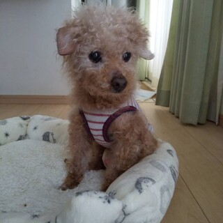 ぽわ～んとしているベリーさん