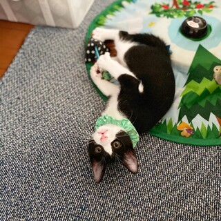 やんちゃ盛り『にこ&のこ』兄弟。ハチワレ猫