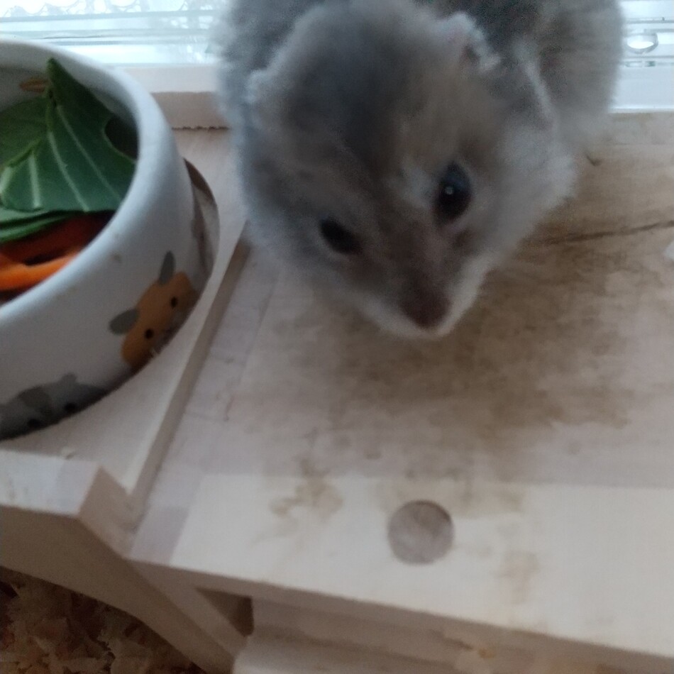 くろのカバー写真