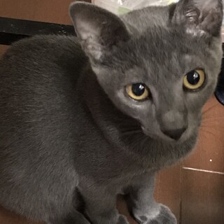 ロシアンブルー風の可愛い男の子です