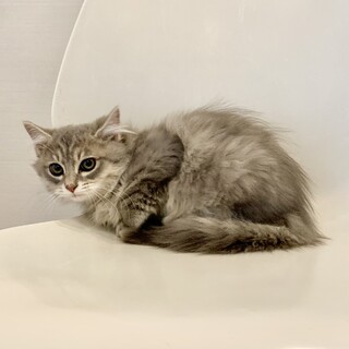 推定3ヶ月の4兄弟⁂長毛グレーの男の子♂