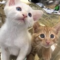 イケメン猫に成長中です❣️