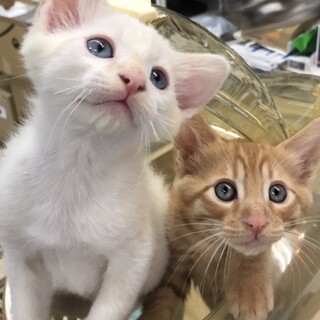イケメン猫に成長中です❣️