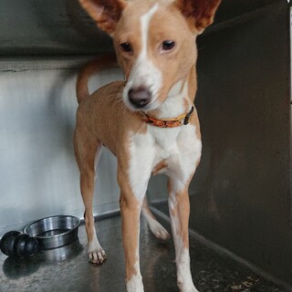 性格良し、頭良し、大きさお手頃♀10キロ