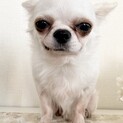 とても人懐っこいチワワくん　3歳！